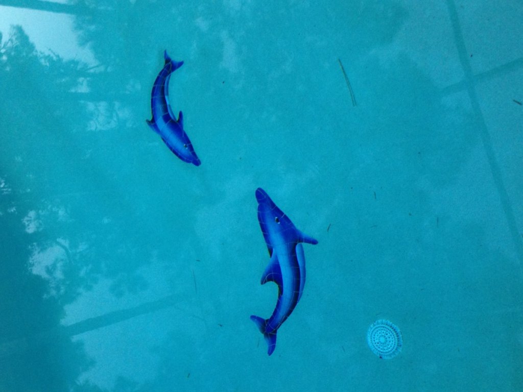 Dolphins