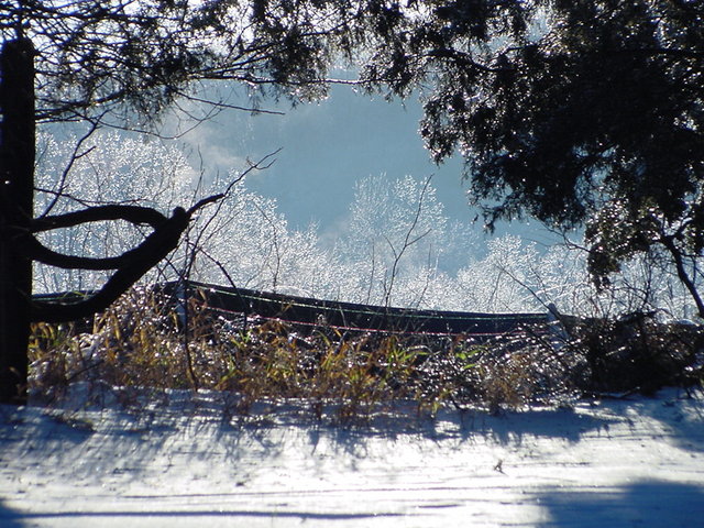 tree tops across the valley