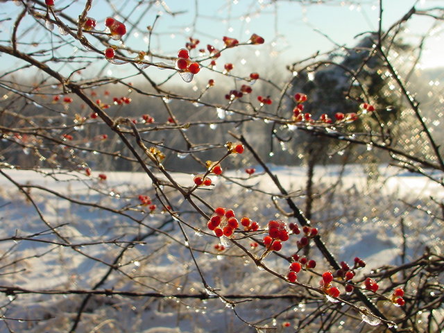 entombed berrys