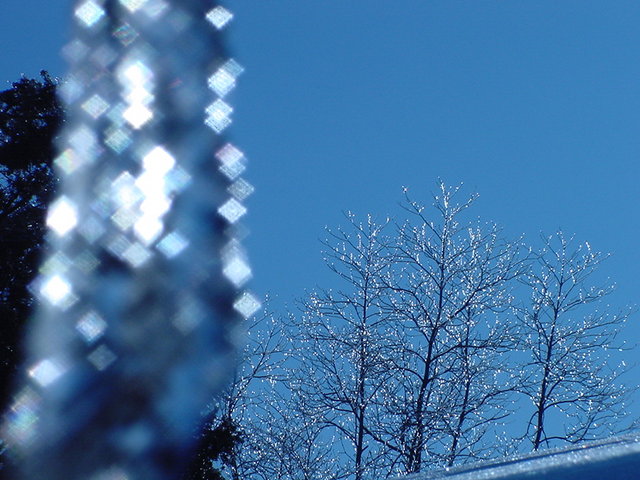 iced treetop