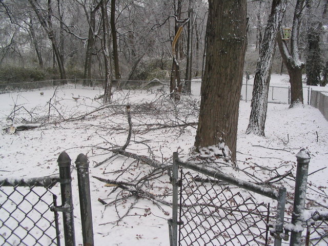 Ice storm 2006 001
