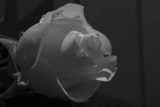 A Rose. - the mp3 version...