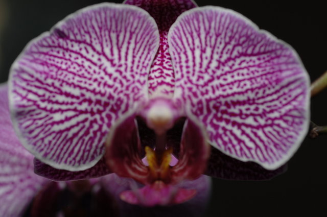 Orchid closer