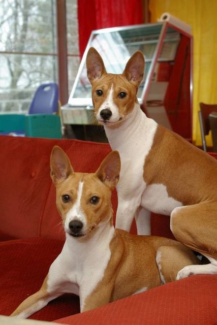 furry family members - don't let the cuteness fool you . . .these two are EEEEEEEEVIL! Ok . .not evil, just Basenjis . . . but if they had thumbs they'd be dangerous.
