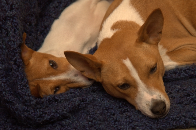 lounging basenjis - aint they cute ?