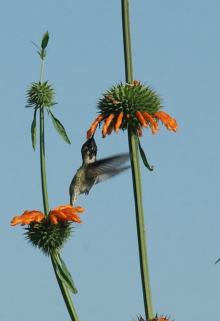 hummingbird in San Francisco - just call me Quick Draw