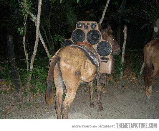 funny-donkey-stereo-equipment-music
