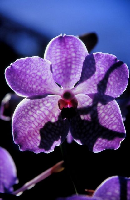 backlit orchid in Florida