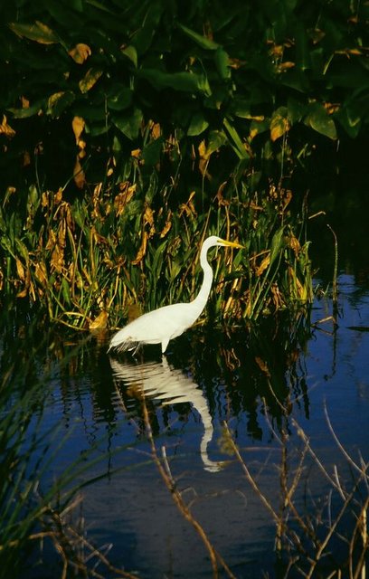 White Heron in Florida