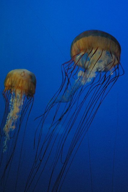 jellyfish at the Long Beach Aquarium - not bad for handheld and no flash . . .