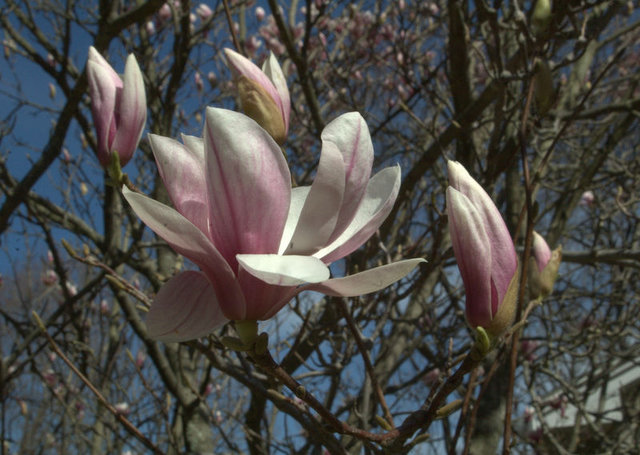 Magnolias in our yard