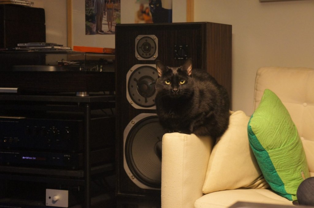 My cat enjoys the pairing of the A-S2000 and NS1000