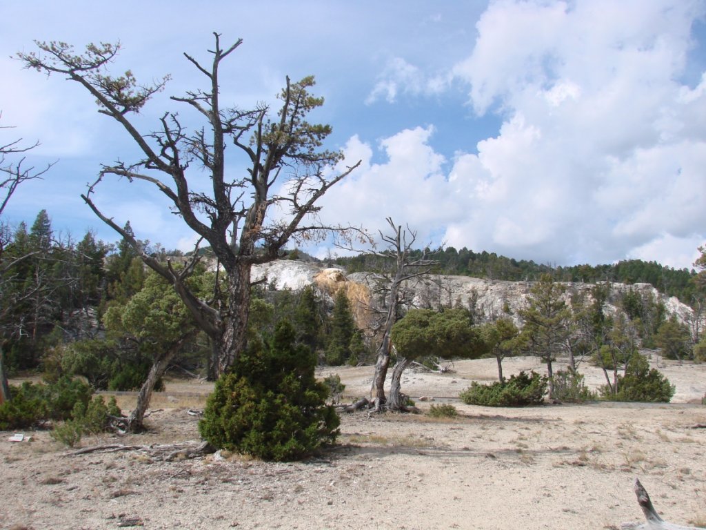 Yellowstone C 