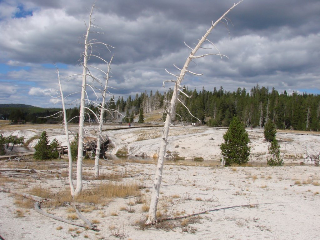 Yellowstone C 244