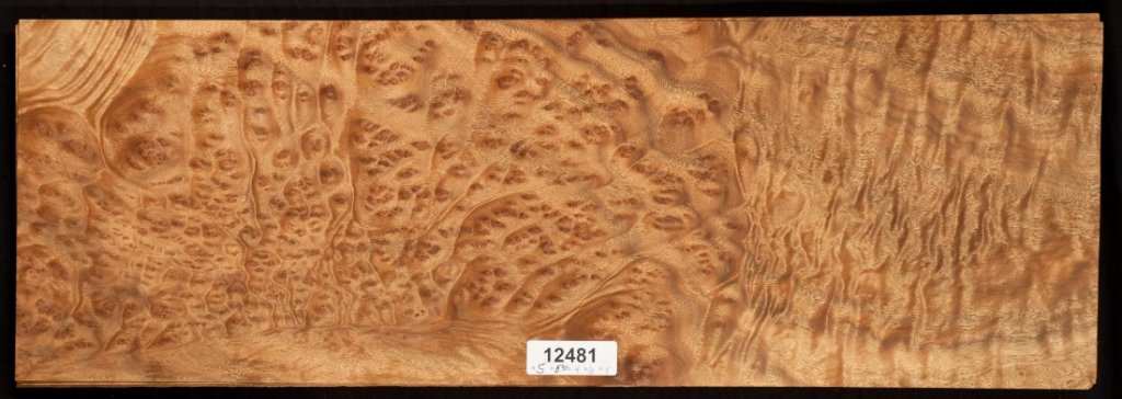 camphor burl: