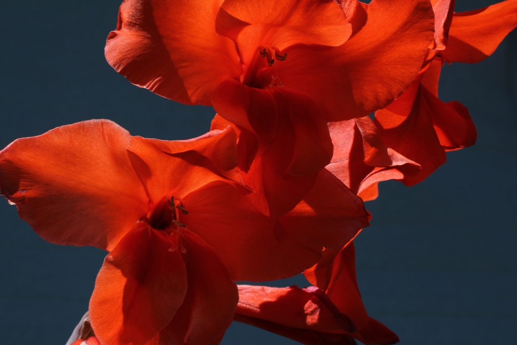 Neighbors Flower