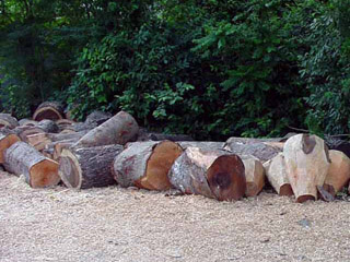 logs