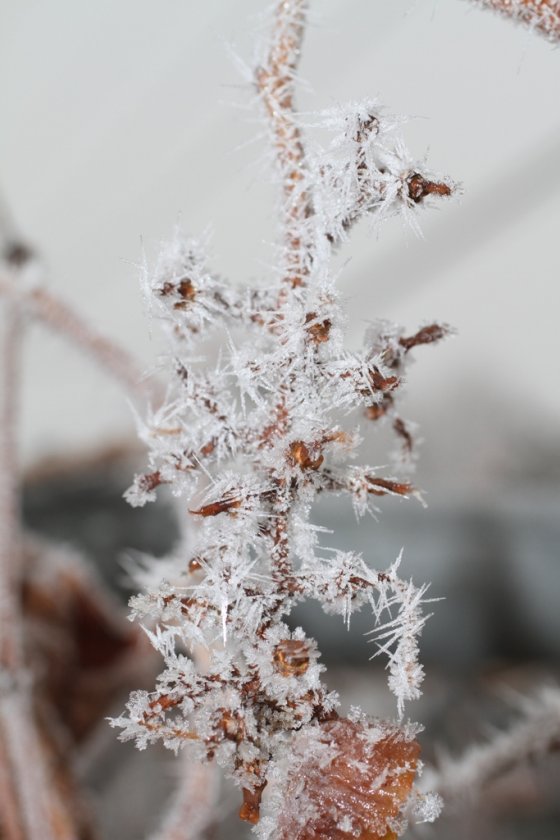Results of our latest ice fog