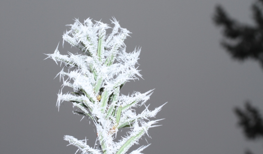 Macro of ice fog formation.