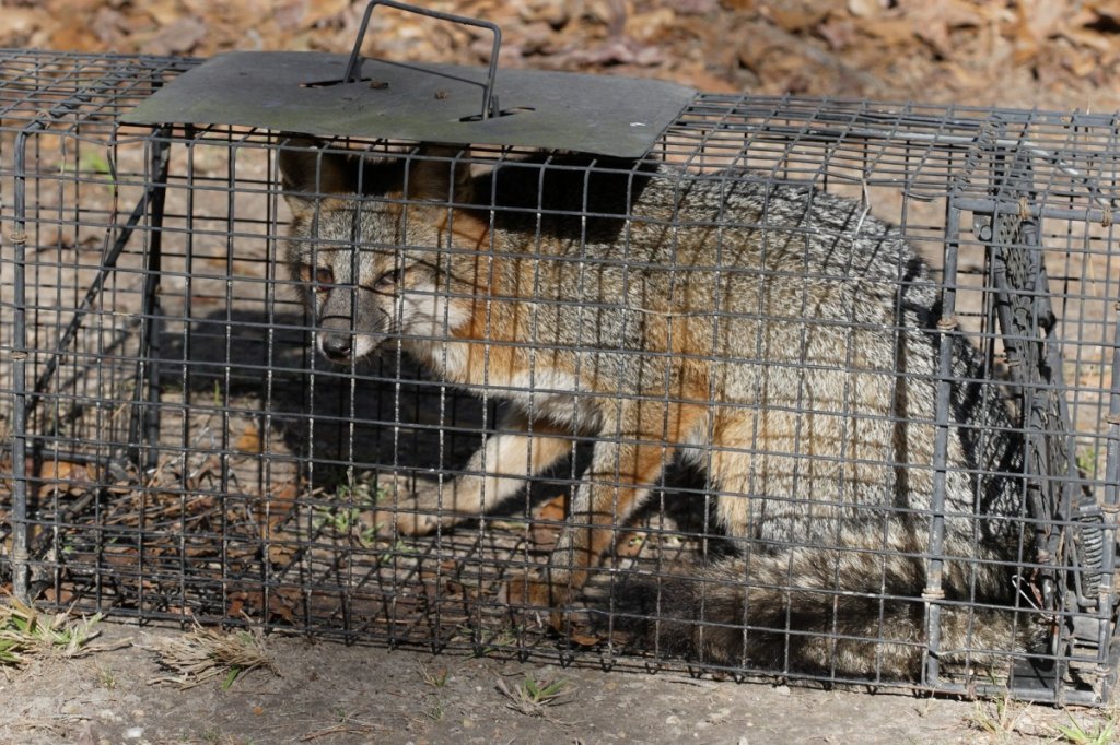Trapped Fox
