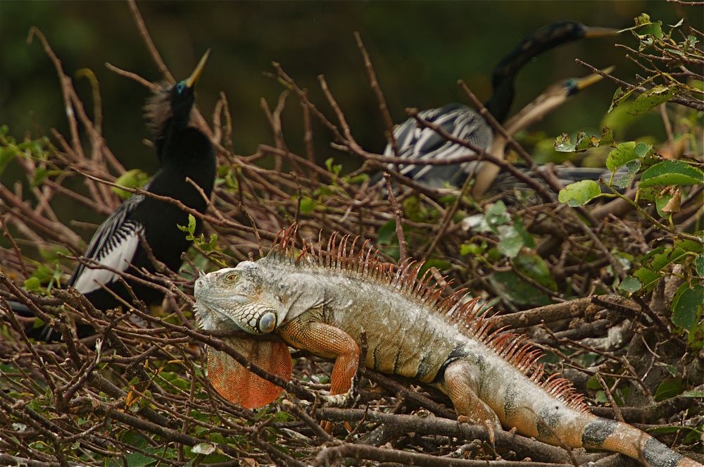 ACIguana 1SUN 3991 2 2