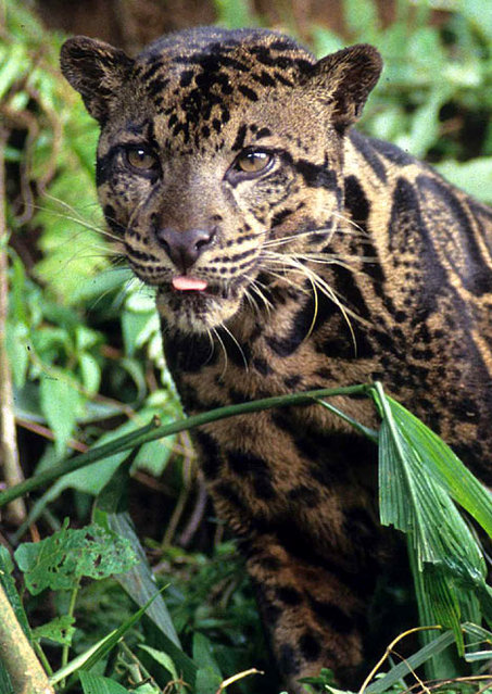 leopard R 1403 468x 660
