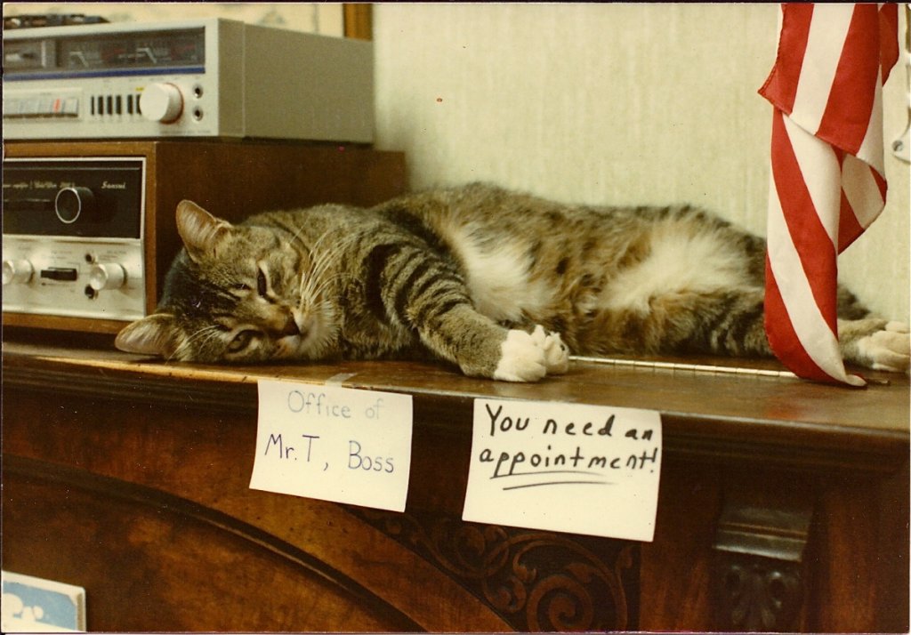 Mr. T on his favorite perch atop the piano. Kids have posted signs.