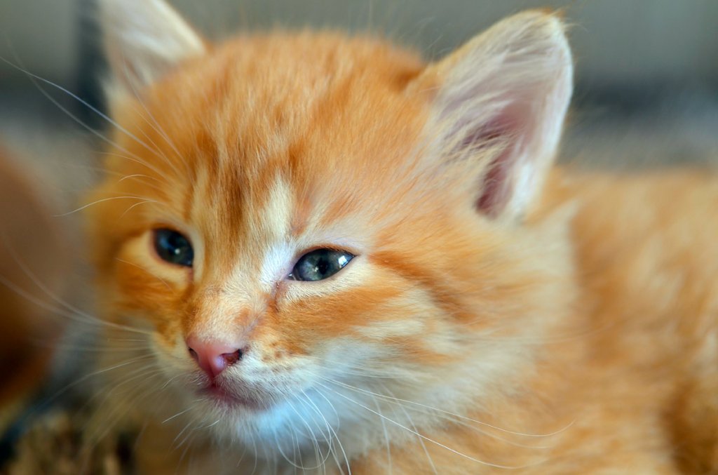 Adorable ...