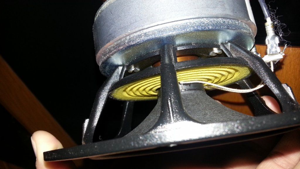 Spider close up
