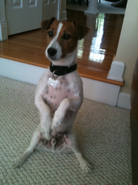pogo situp