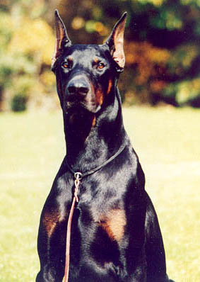 Clemens von Falltor (of Cara) - (USA)
The look of power. 

A beautiful 'Dobe.
No longer among us.
This one was one of the best.
He's eyes show an inner strenght.
I never meet him, but it's clear to see!

A good dog is a wonderful friend.
Those of us that has or have had such
a companion know of what I speak.