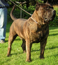 Krom (Chrome) - (Norway)
The biggest Dogo Canario I have ever seen!
A gentle giant.
This is one MASSIVE bundle of hugs!
close to 160lbs this one.
And he ain't fat... He's just really muscular!
If you look at his face, you see that he has the same
basic expression as Dolph Lundgren has. Hehe...

The Dogo Canario can really move quickly despite of their size.
They have elongated backs so the legs have room to move under them.
Chewbacka had one of these... :)