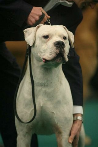 Yatay, a Dogo Argentino. - (Denmark)
This is a beautiful molosser breed!
Runs like it's on nitro, needs lots of exercise.
Very very agile. Very tolerant breed. Patient.
The fastest running molosser breed. 
Short fur, but very weather tolerant.
Takes the heat and the cold of most places.
This breed has a very developed sense of smell!