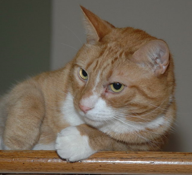 Audiophile Cat