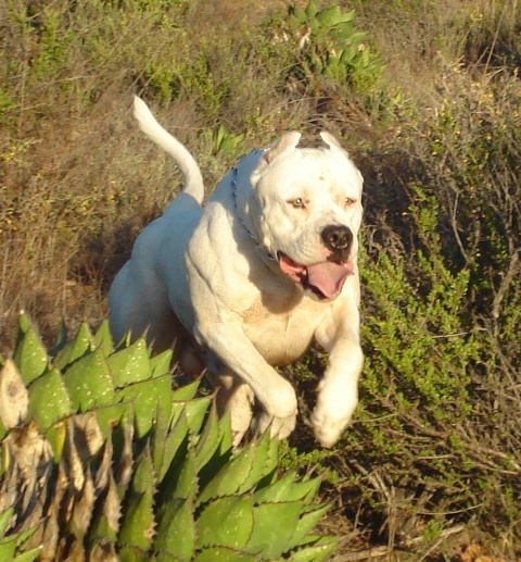 Ultimo, a Dogo Argentino - (Mexico) 
Check out the muscle play as this animal speeds past 
the photographer like a flash.
This breed has movements almost like that of a horse. (Also the Canario moves like this)
The movements are very galant and beautiful to look at. At speed it get's the "Greyhound gate".
It can't run for very long distances, because of the angles in the legs, but on short effective dashes it can really move...