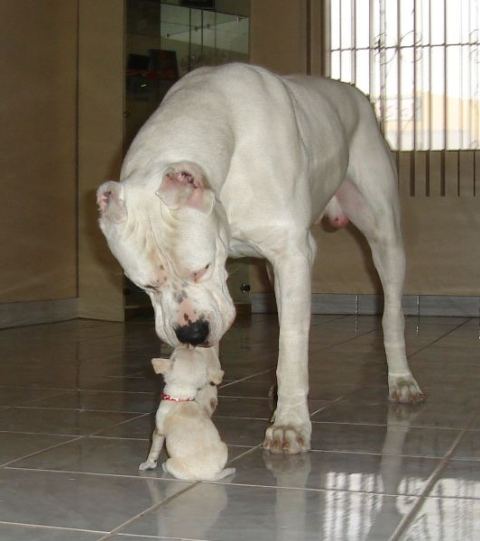 Give us a kiss hombre... - (Mexico)
Ultimo the Dogo Argentino with his little friend The Chihuahua Inaru.

Ultimo: Inaru, you didn't brush your teeth Dawg...
Inaru: The other end Ultimo, the other end... I dont wag my nose!!
Ultimo: Ã˜h, heheh... 
Inaru: Bow wow wow! Give some slobber big boi! 

You dogs!!! Hehe! 

The Dogo Argentino is not a one man dog, as say a Dobermann will be, but
is quite including. It also will like visitors, so this is not a guard dog type...