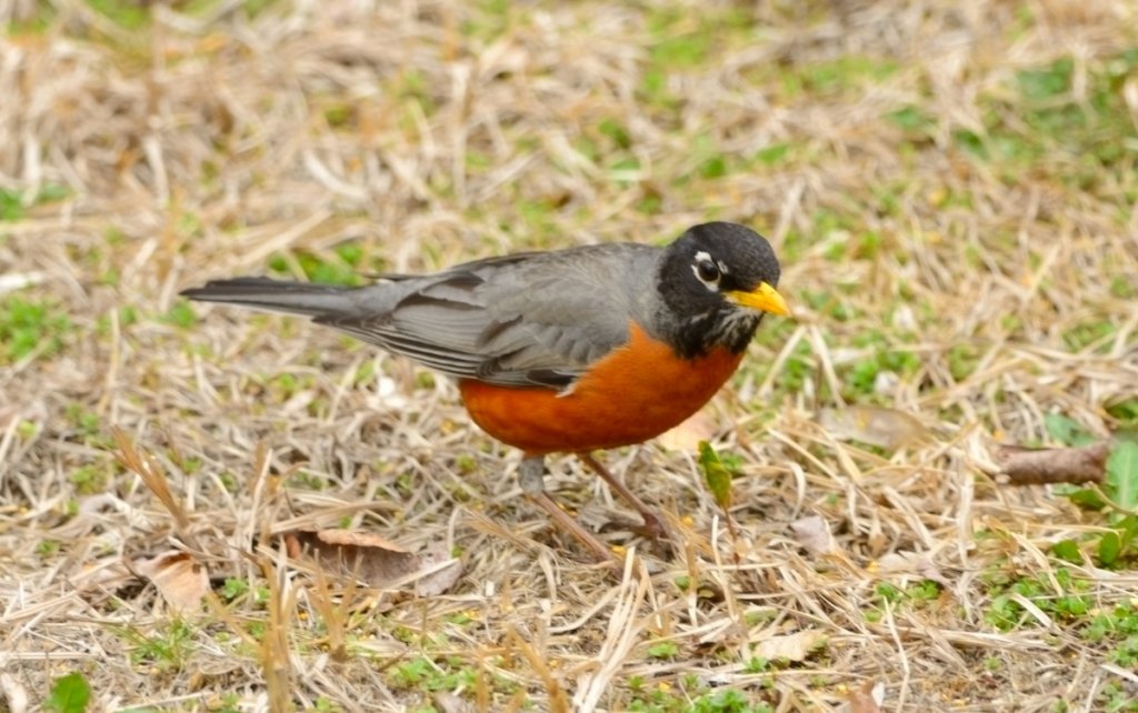 Robin in Backyard