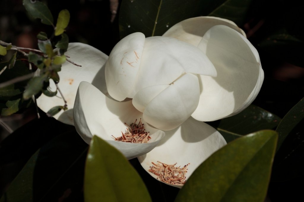 2014 Magnolia